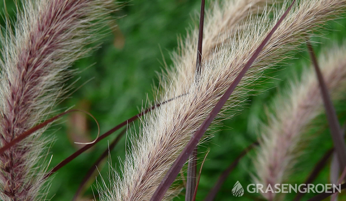 Pennisetumalopecuroidessiergrassen • Gras en Groen website