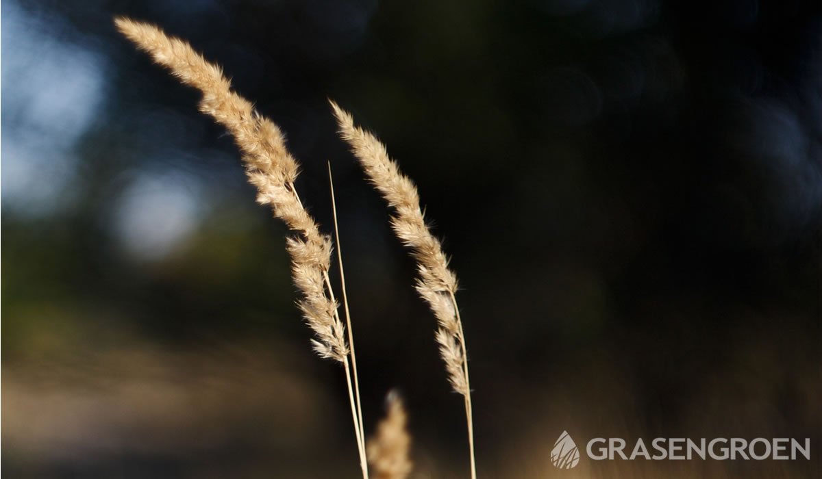 Calamagrostis • Gras en Groen website