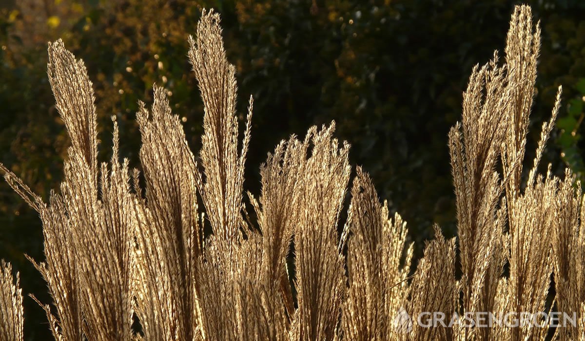 Miscanthus • Gras en Groen website