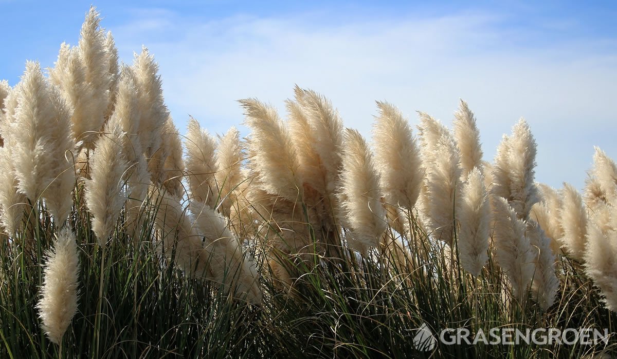 Cortaderia • Gras en Groen website