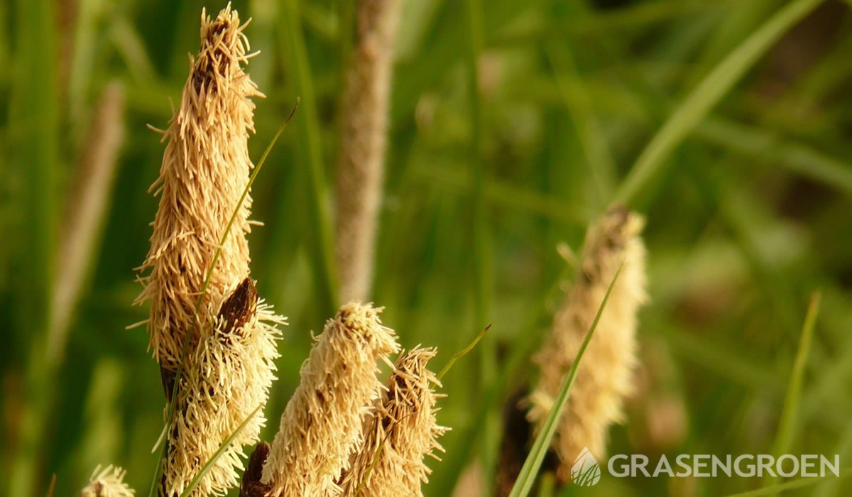 Carex • Gras en Groen website