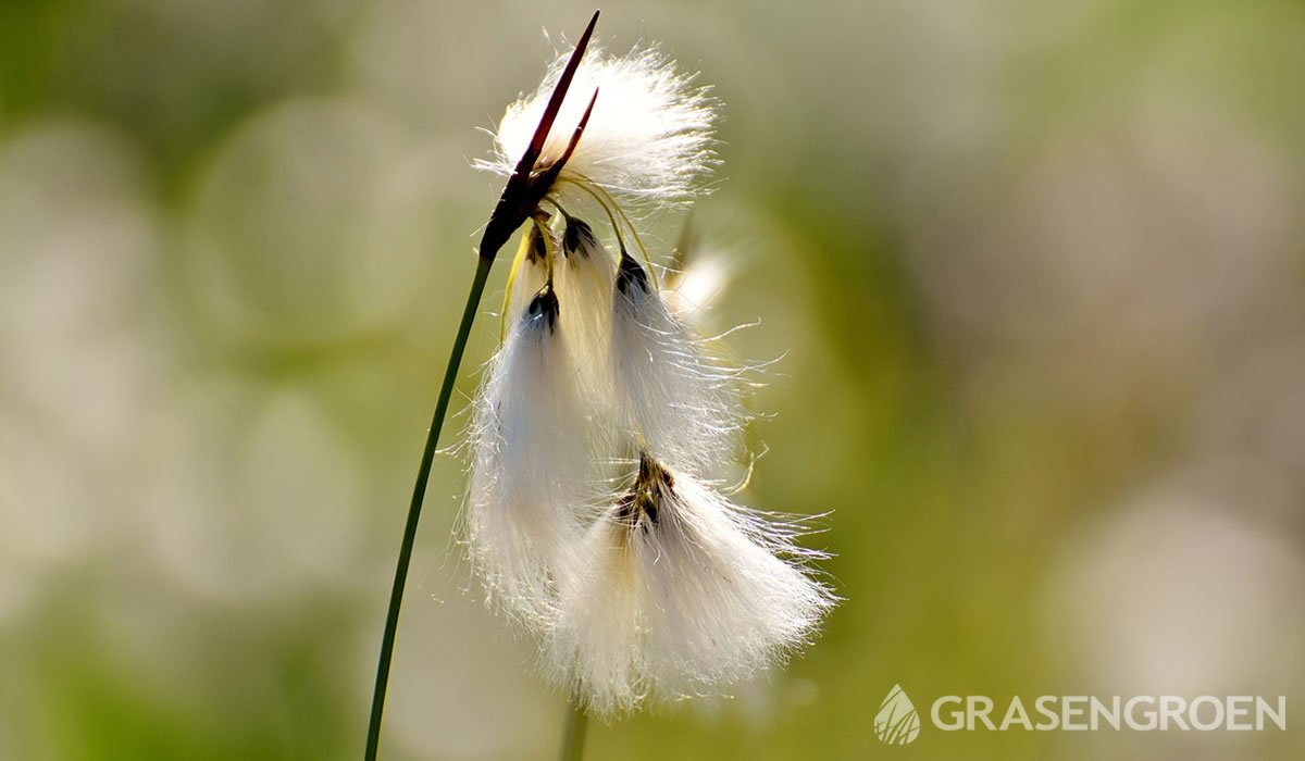 Deschampsia • Gras en Groen website