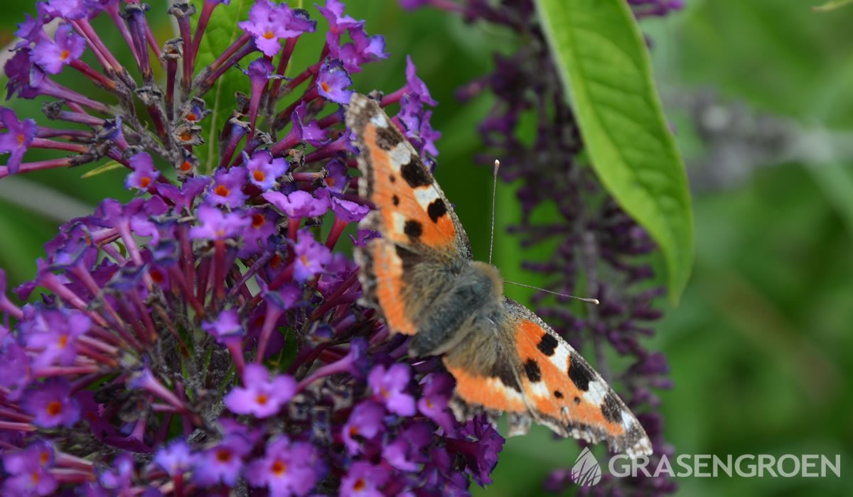 Buddlejadavidiivlinderplanten • Gras en Groen website