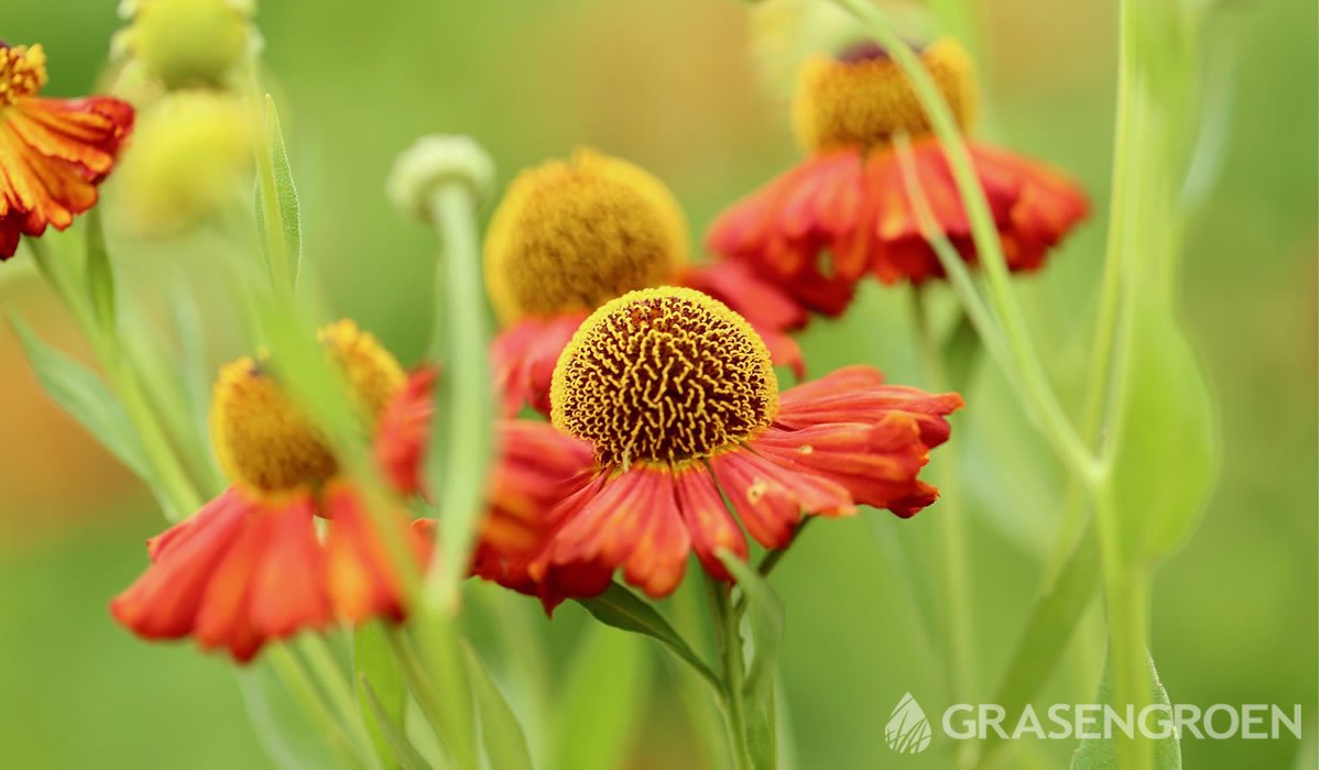 Heleniumvlinderplanten • Gras en Groen website