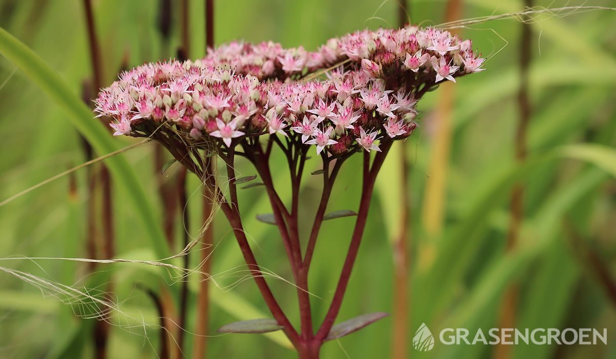 Eupatoriumcannabinum • Gras en Groen website