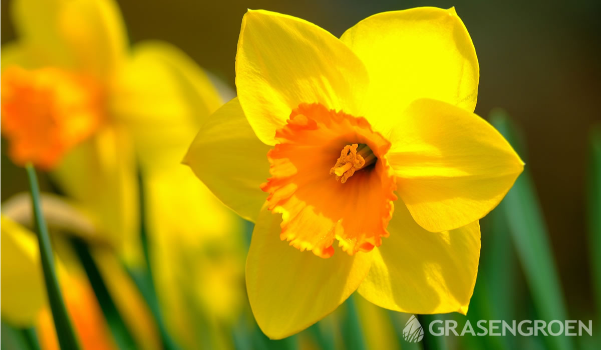 Narcissusvoorjaarbloeiers • Gras en Groen website