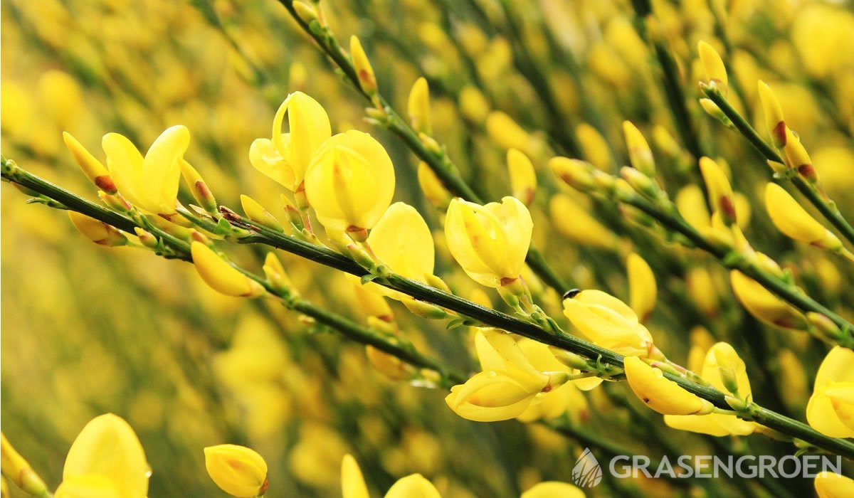 Cytisusvoorjaarbloeiers • Gras en Groen website