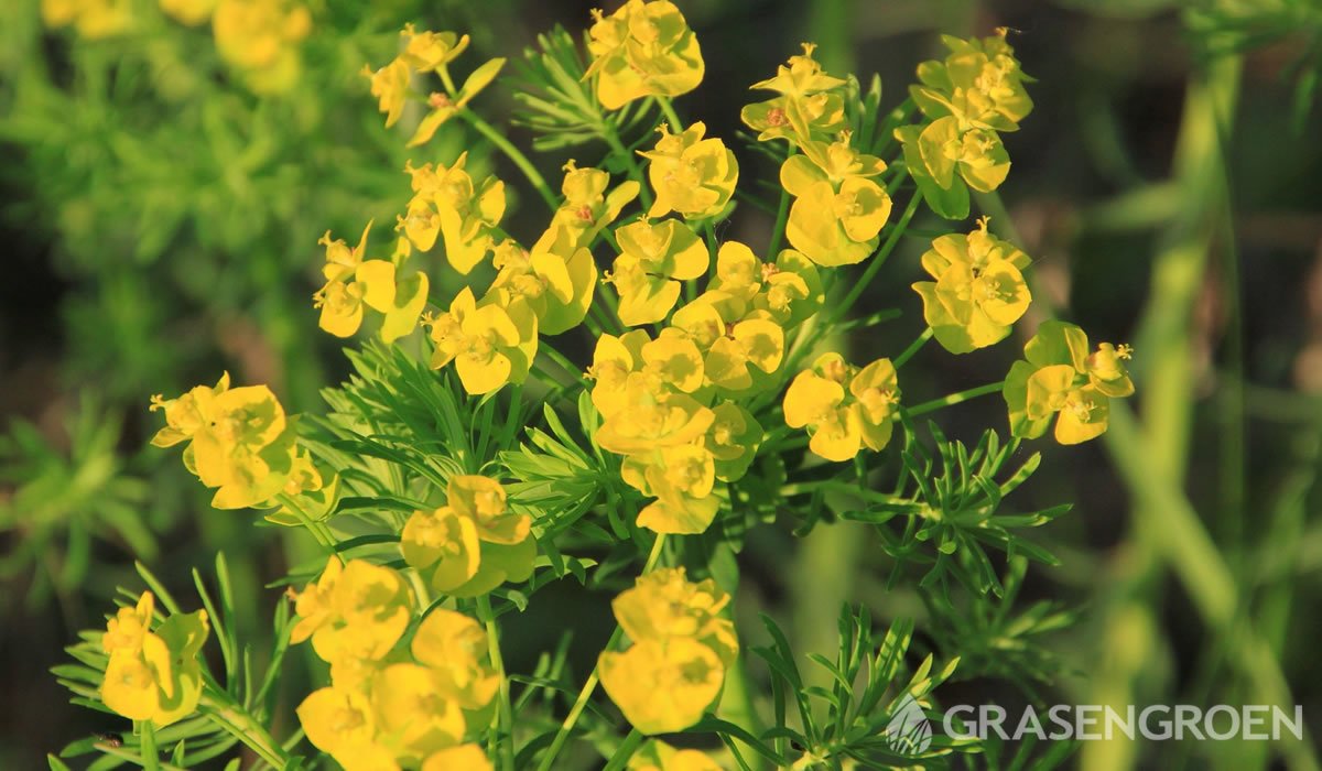 Euphorbiacyparissias • Gras en Groen website