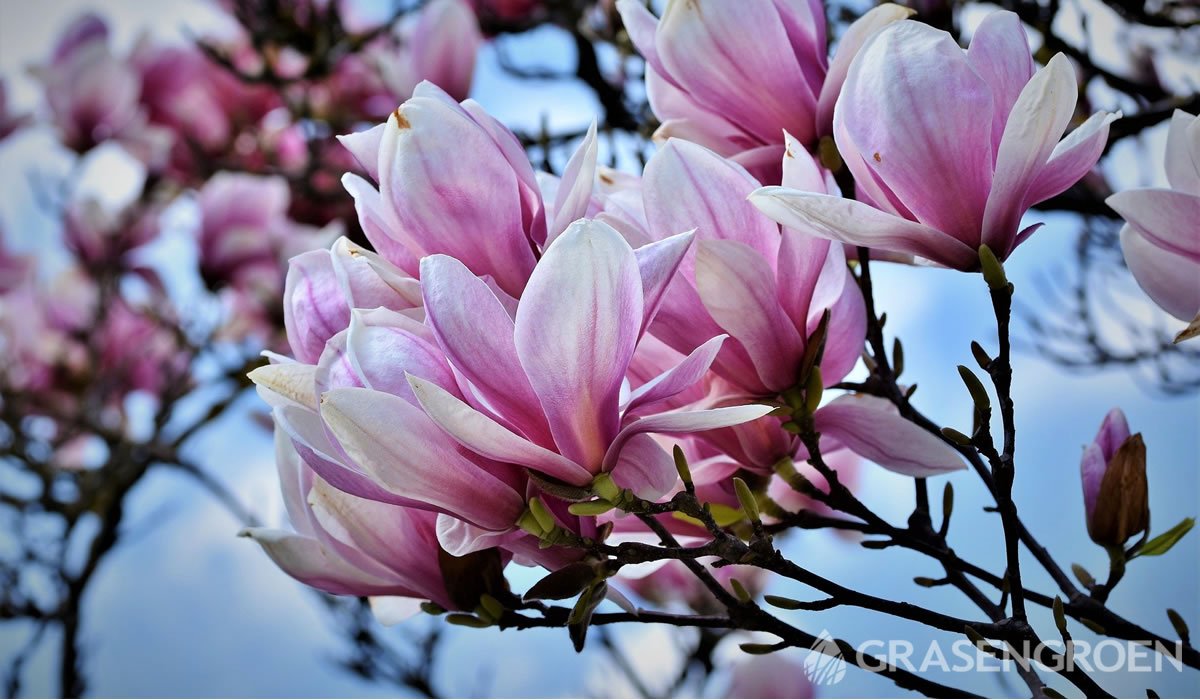 Magnolia • Gras en Groen website