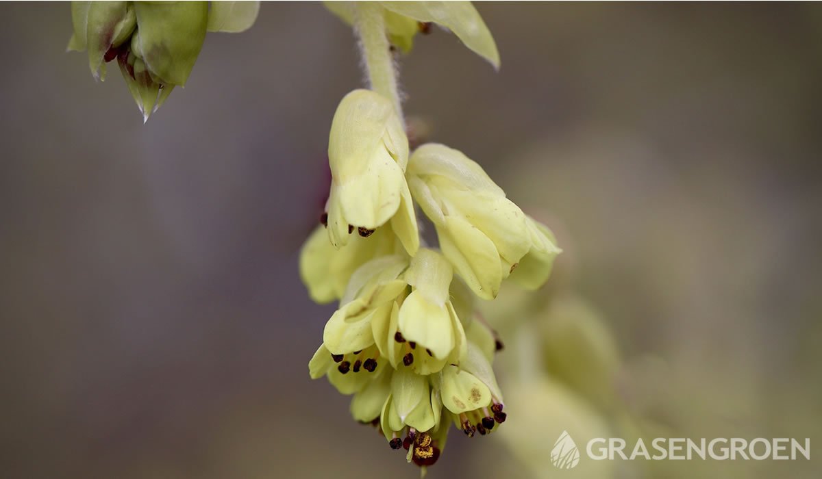 Corylopsispauciflora • Gras en Groen website