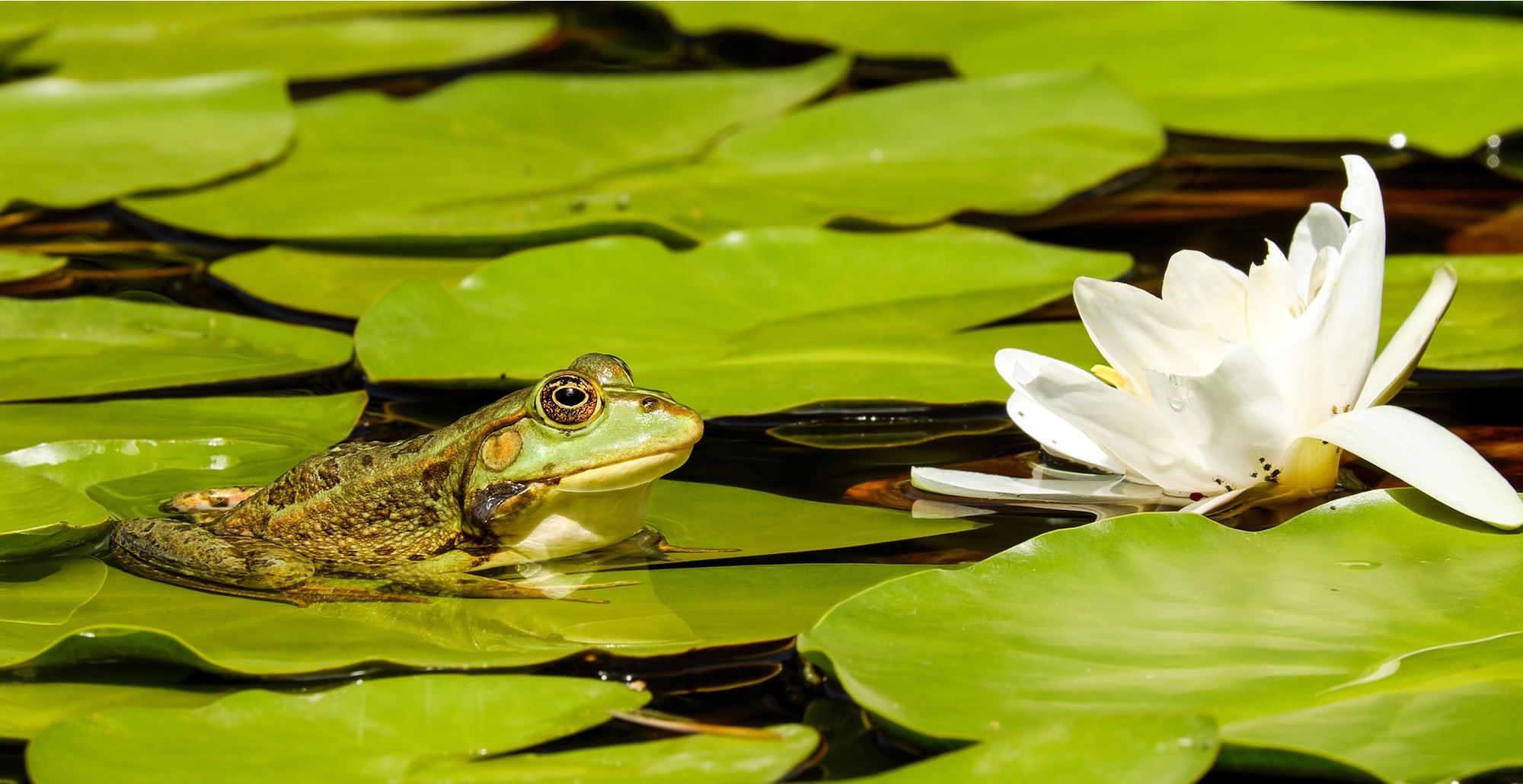 Top10mooistewaterplantenpre • Gras en Groen website