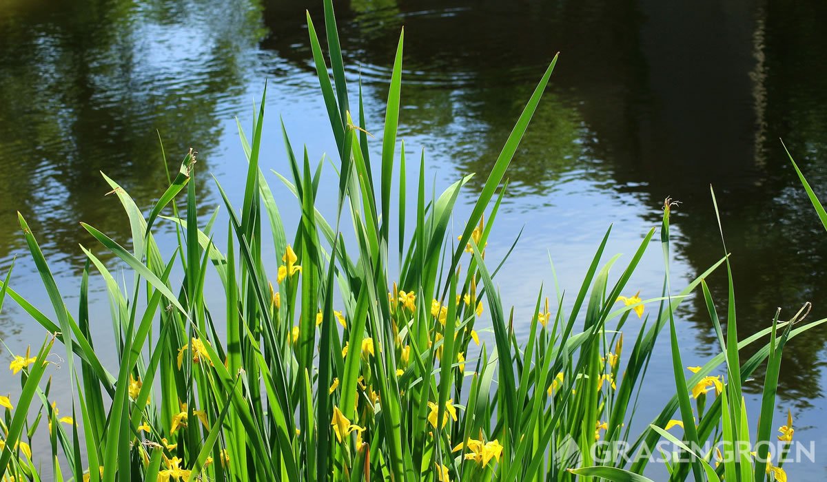 Pseudacorus • Gras en Groen website