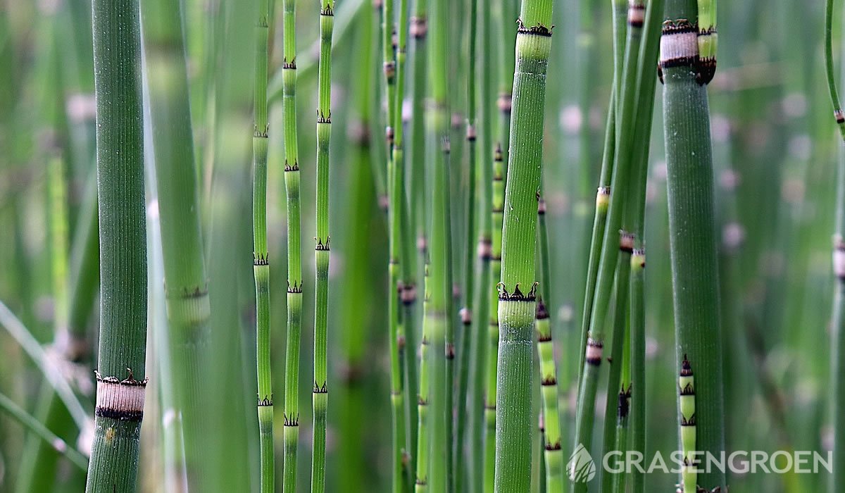 Equisetumjaponicum • Gras en Groen website