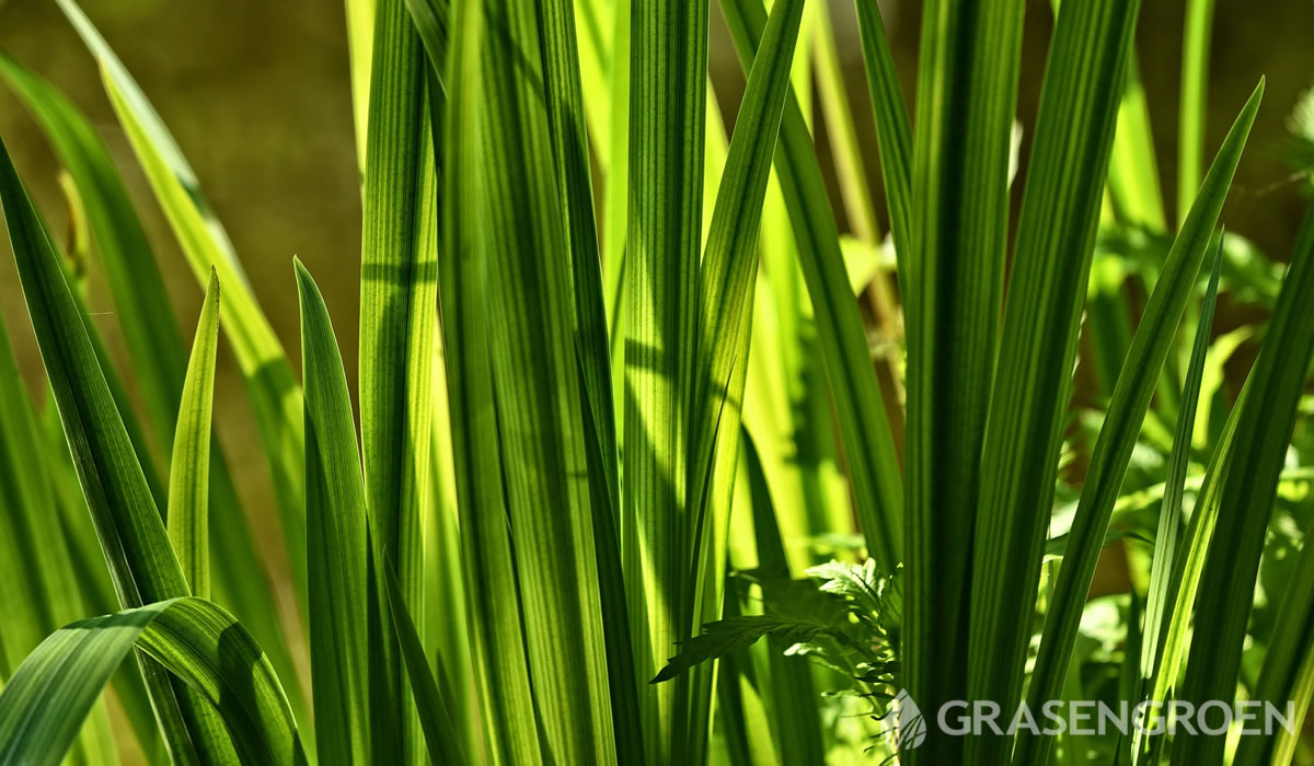 Acoruscalamus • Gras en Groen website