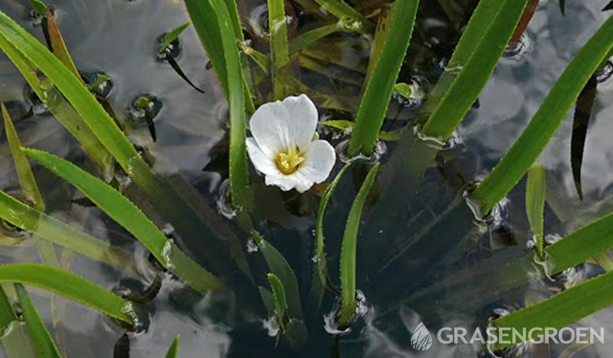 Stratiotesaloides • Gras en Groen website