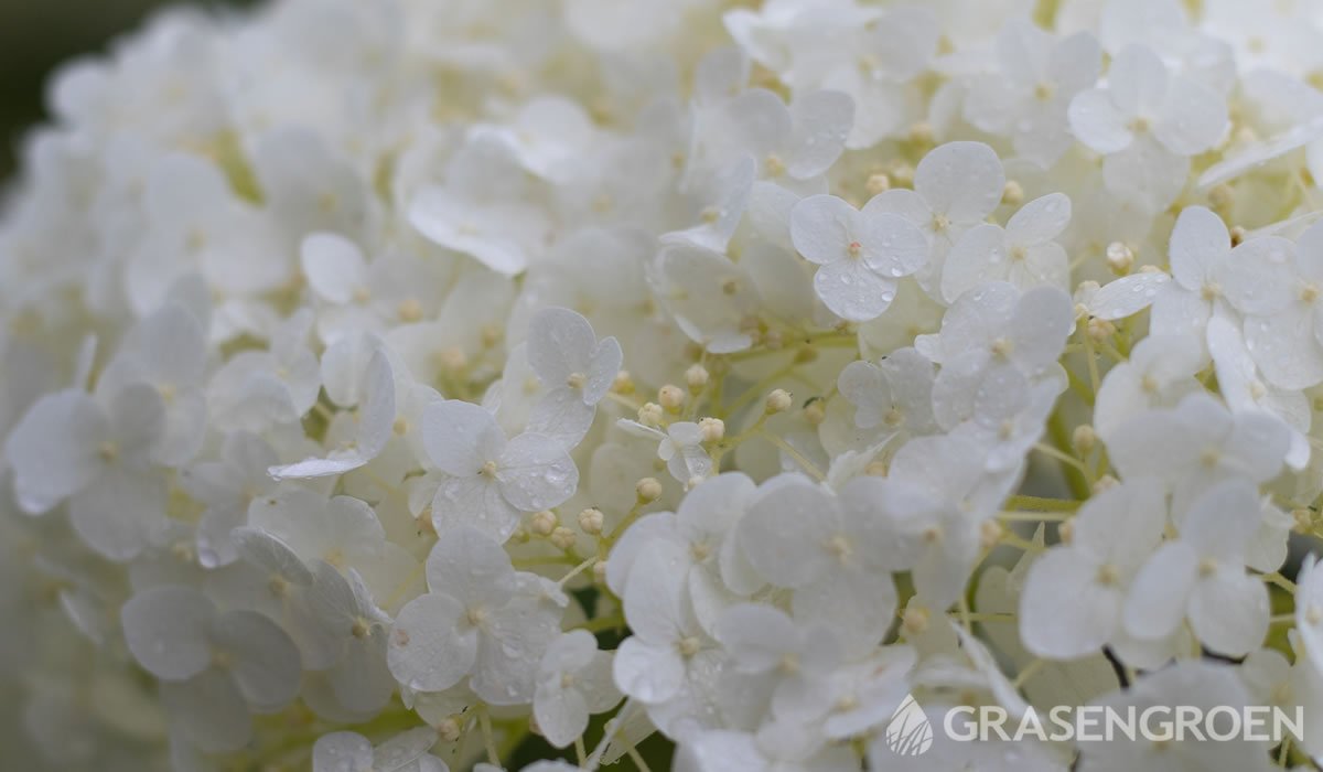 Hydrangeawitbloeiendeplanten • Gras en Groen website