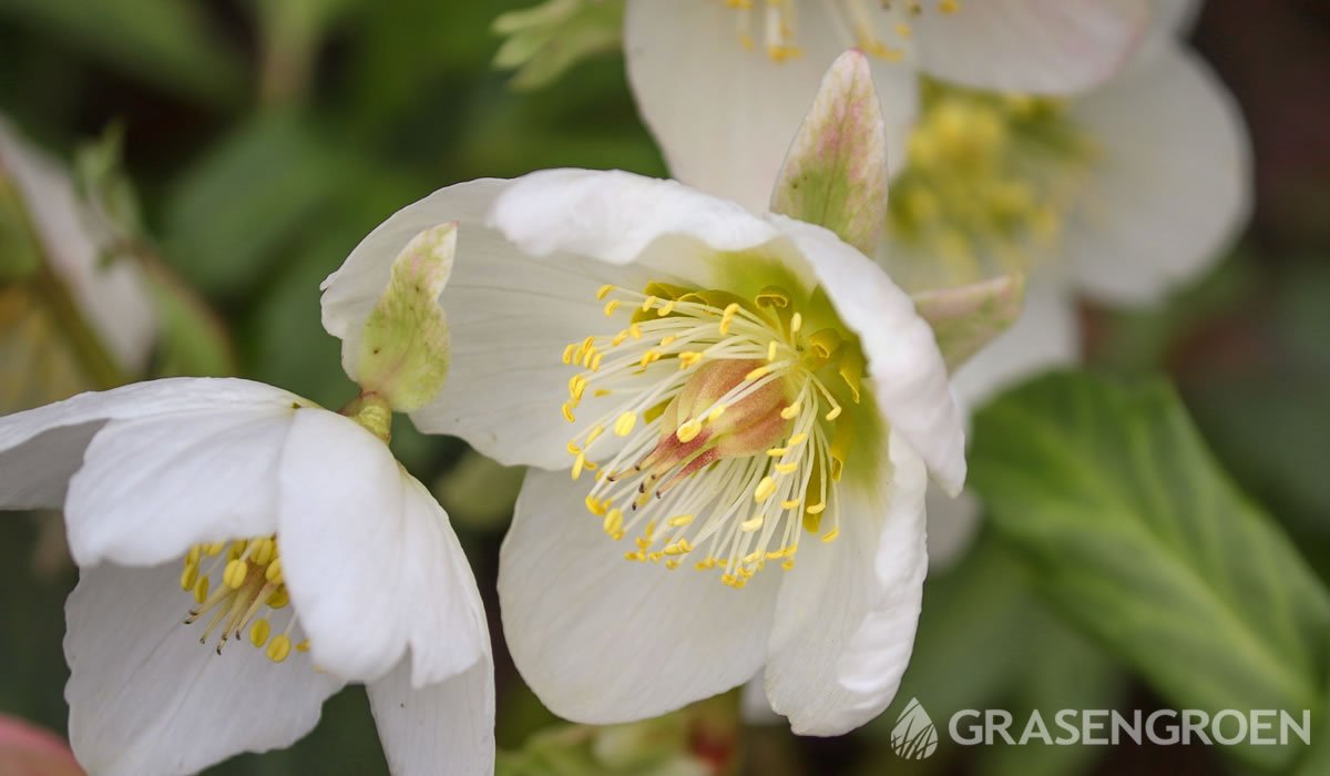 onenigheid Berekening oppakken Top 10 mooiste wit bloeiende planten - Gras en Groen