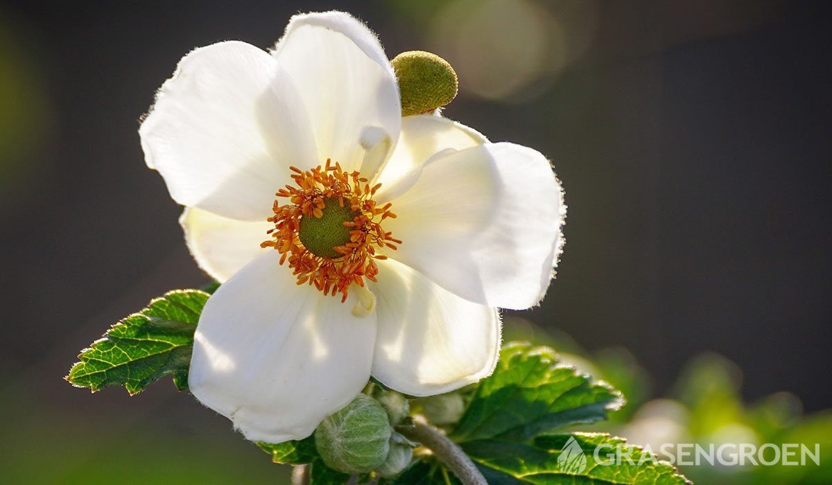 Anemonerivularis • Gras en Groen website