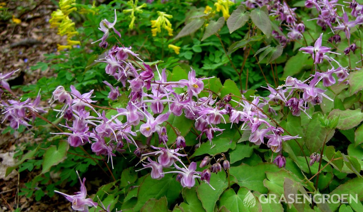 Epimediumgrandiflora • Gras en Groen website