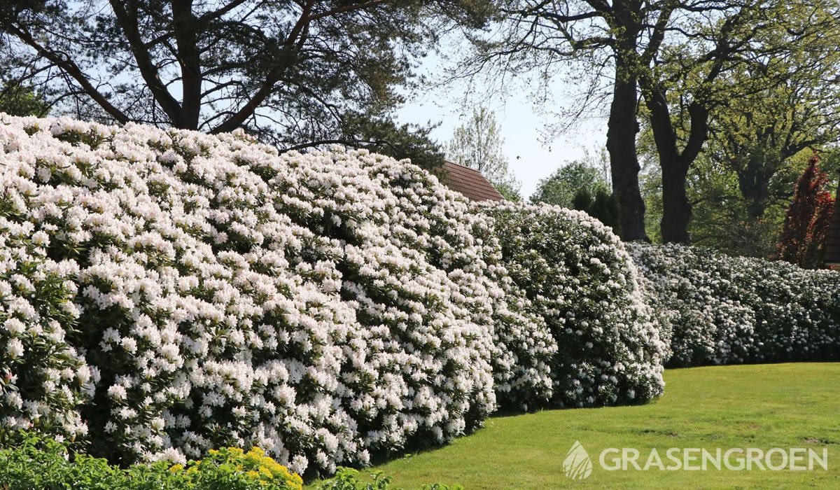 Stuiteren Verrast snijden Top 10 mooiste wit bloeiende planten - Gras en Groen