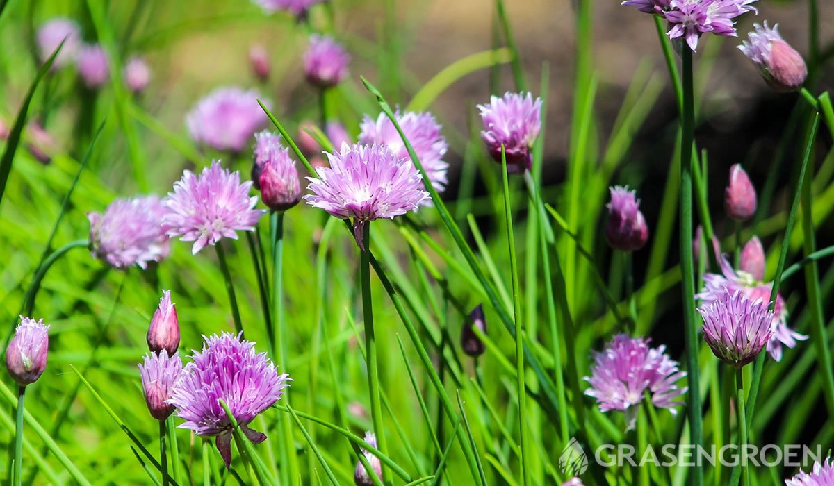 Schoenoprasum • Gras en Groen website