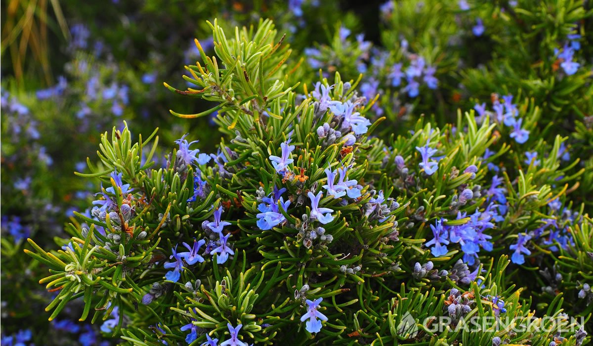 Rosmarinusofficinalis • Gras en Groen website