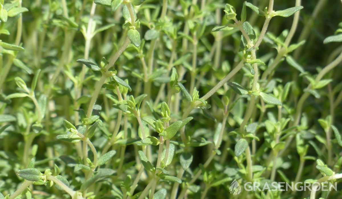 Thymus • Gras en Groen website