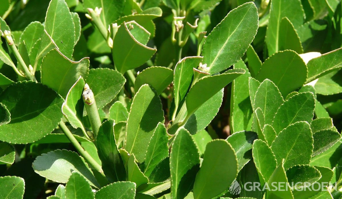 Laurusnobilis • Gras en Groen website