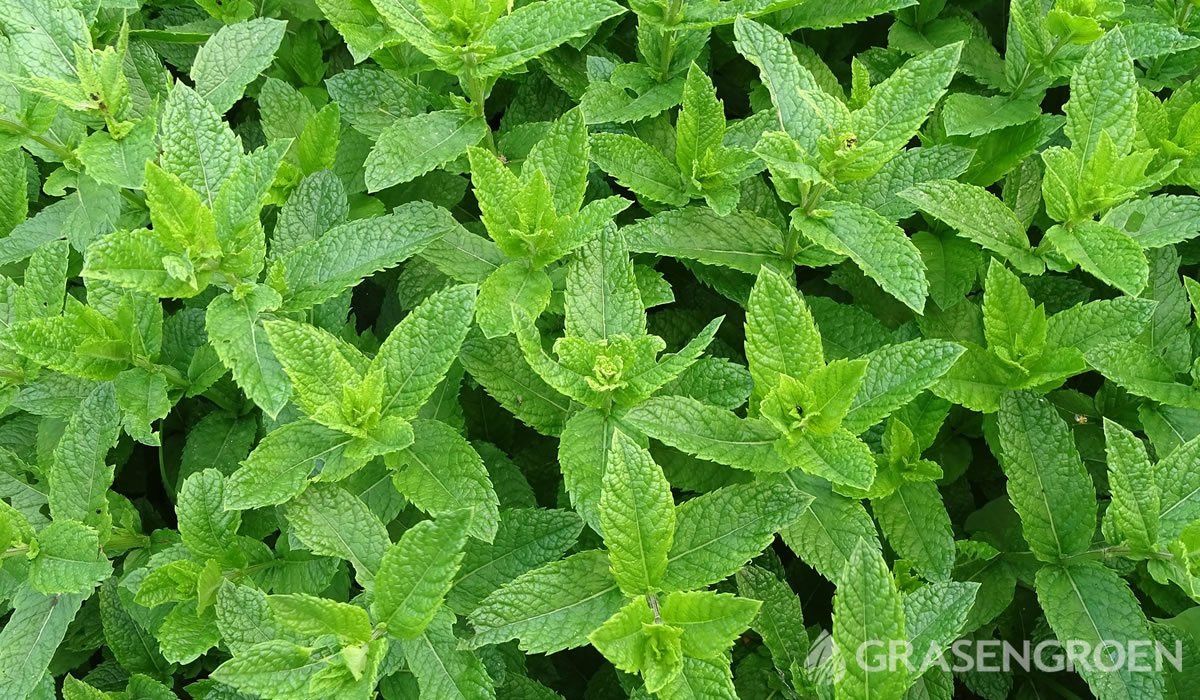 Mentha • Gras en Groen website