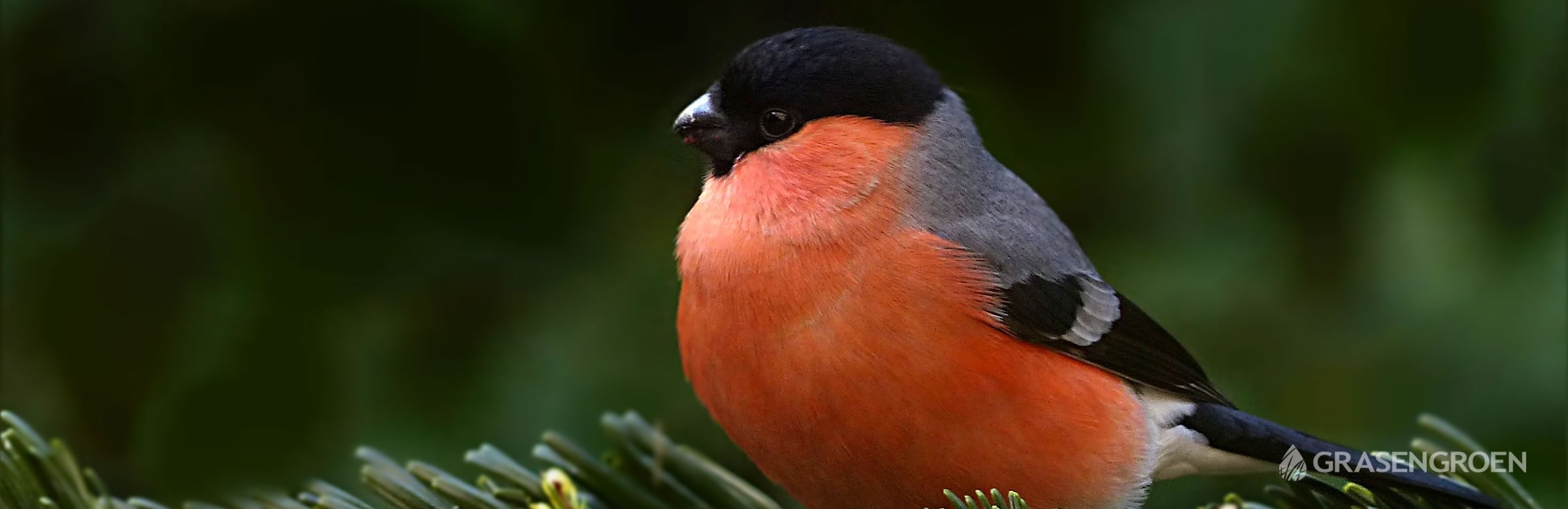 Top10tuinplantenvoorvogels • Gras en Groen website