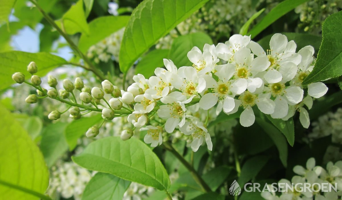 Prunuspadus • Gras en Groen website