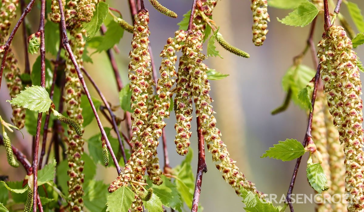 Betula • Gras en Groen website