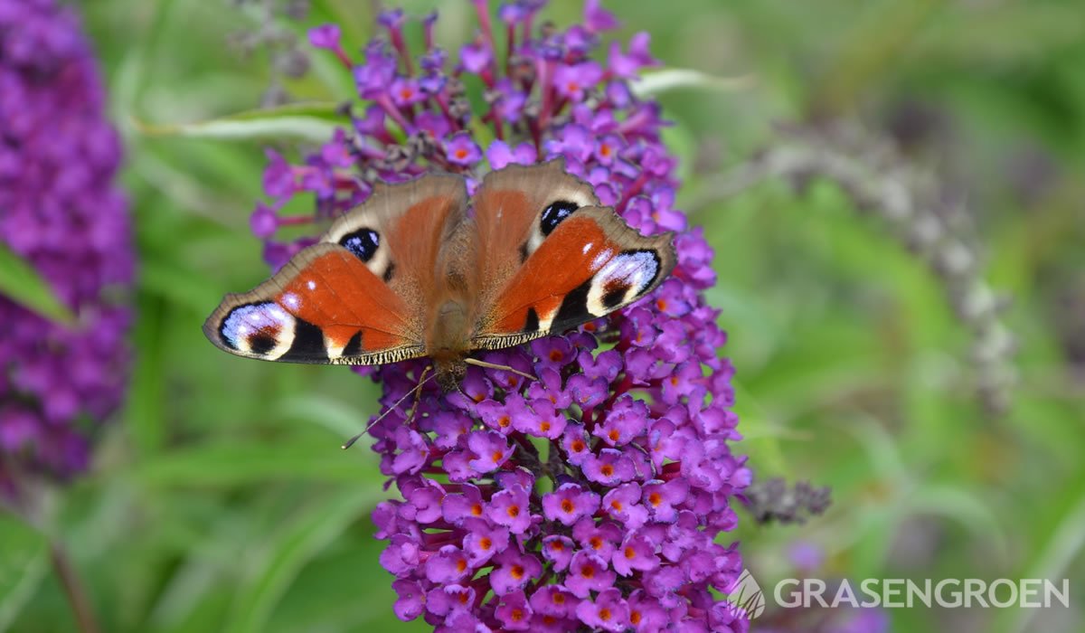 Buddlejadavidiituinplantenvogels • Gras en Groen website