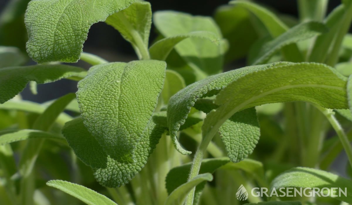 Salviaofficinalistuinplantenvogels • Gras en Groen website