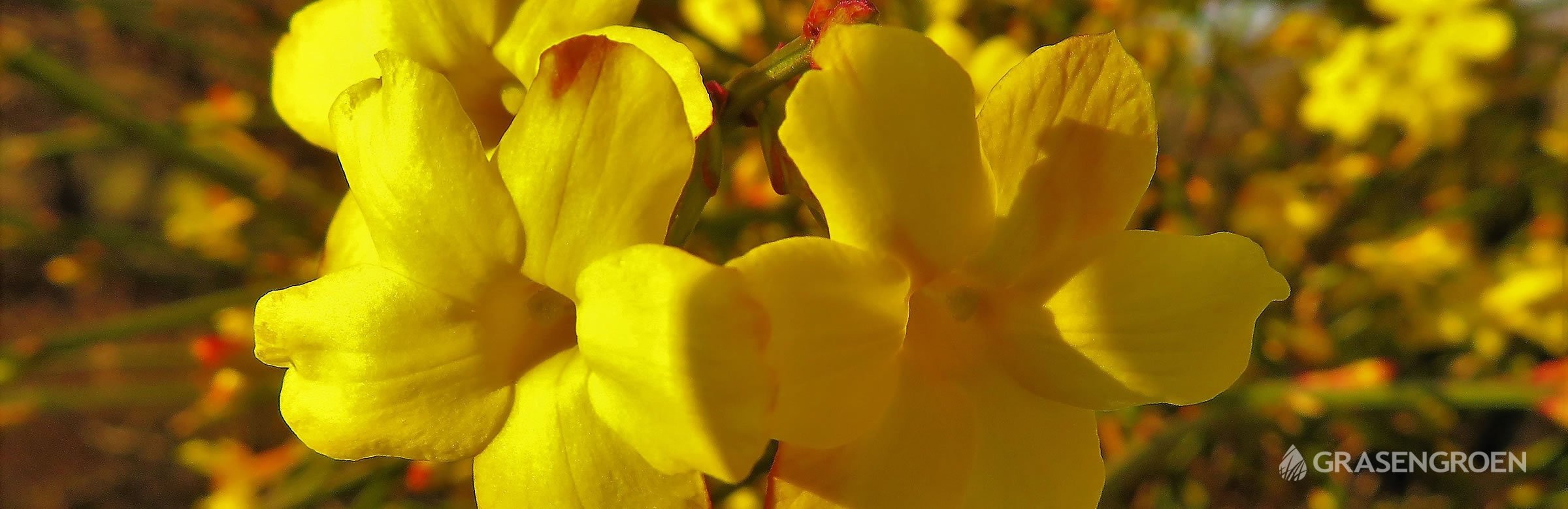 Tuinplantjanuarijasminumnudiflorum • Gras en Groen website