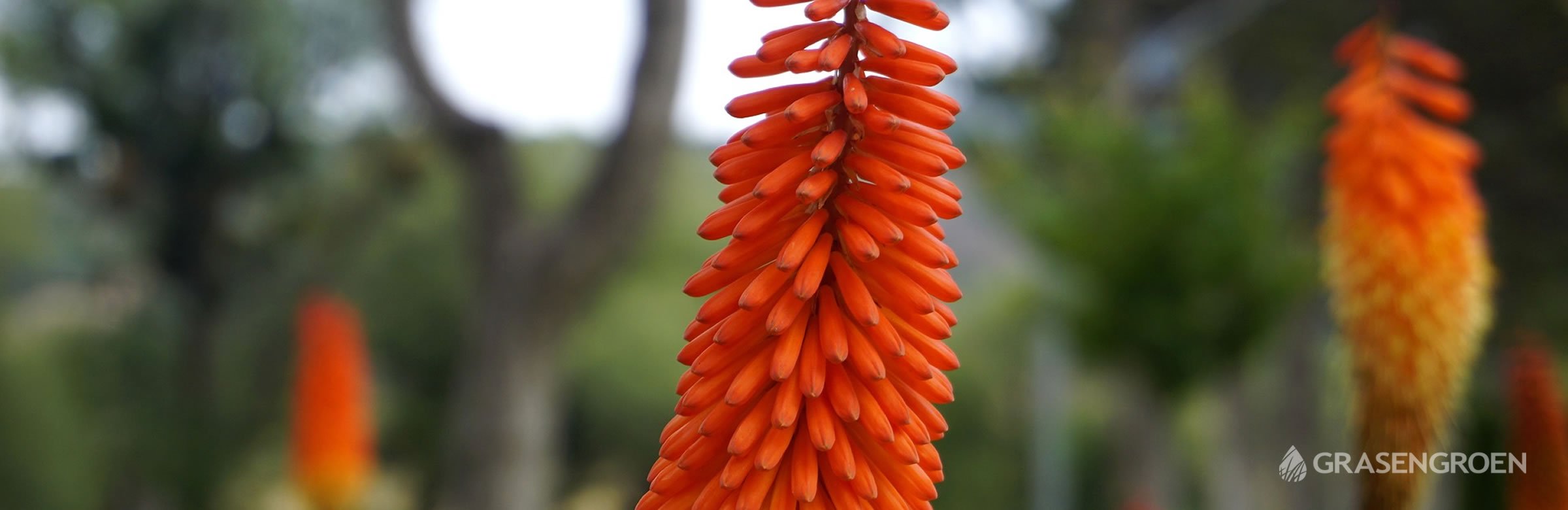 Tuinplantseptemberkniphofia • Gras en Groen website