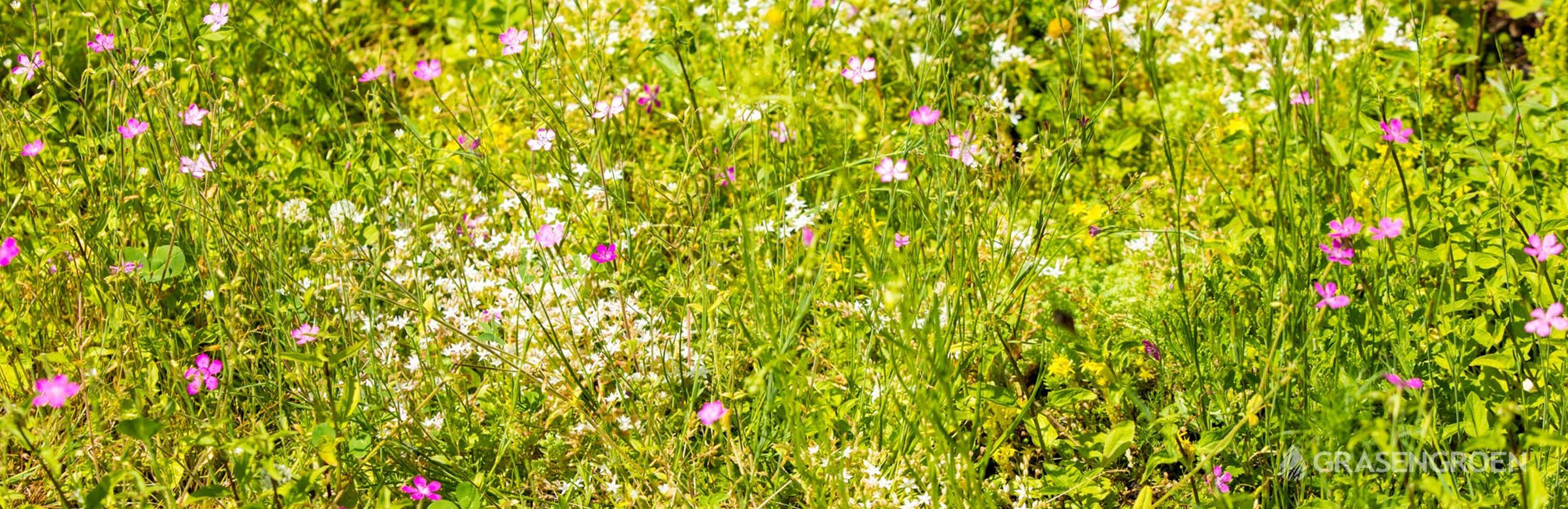 Groendakonderhoud • Gras en Groen website