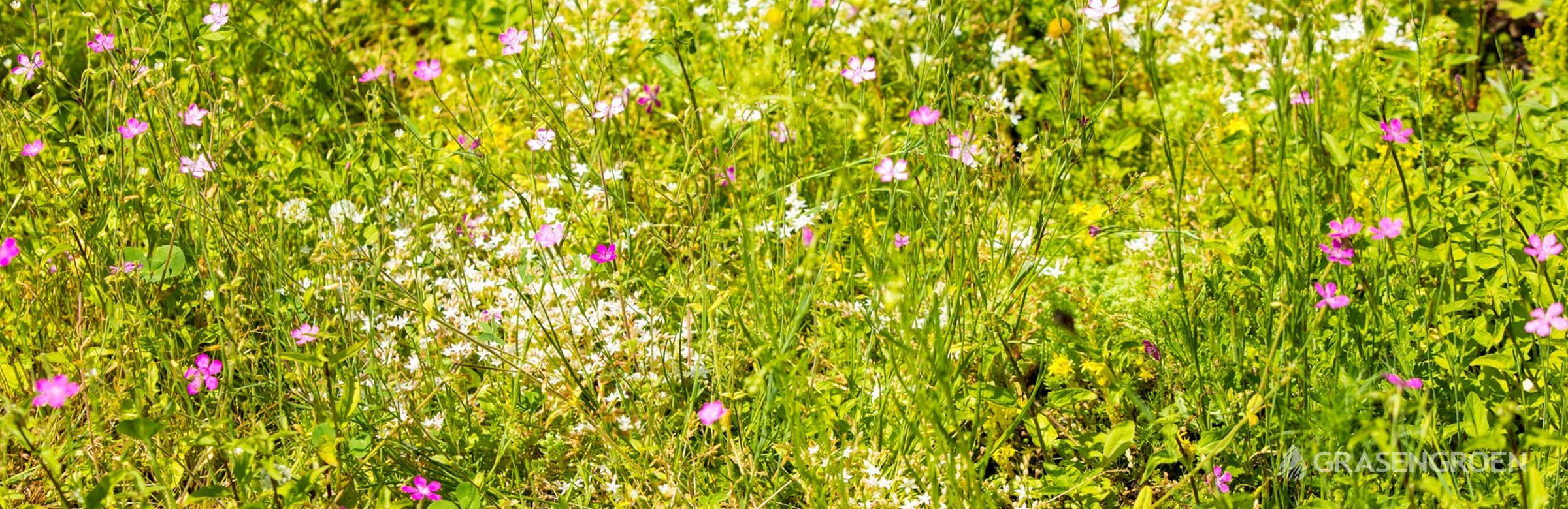 Groendakonderhoud • Gras en Groen website