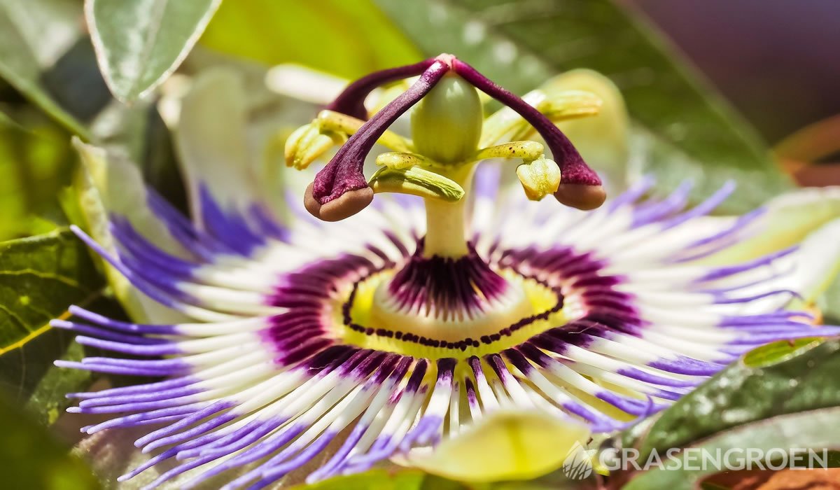 aftrekken Hymne bureau Top 10 mooiste klimplanten - Inspiratie Gras en Groen