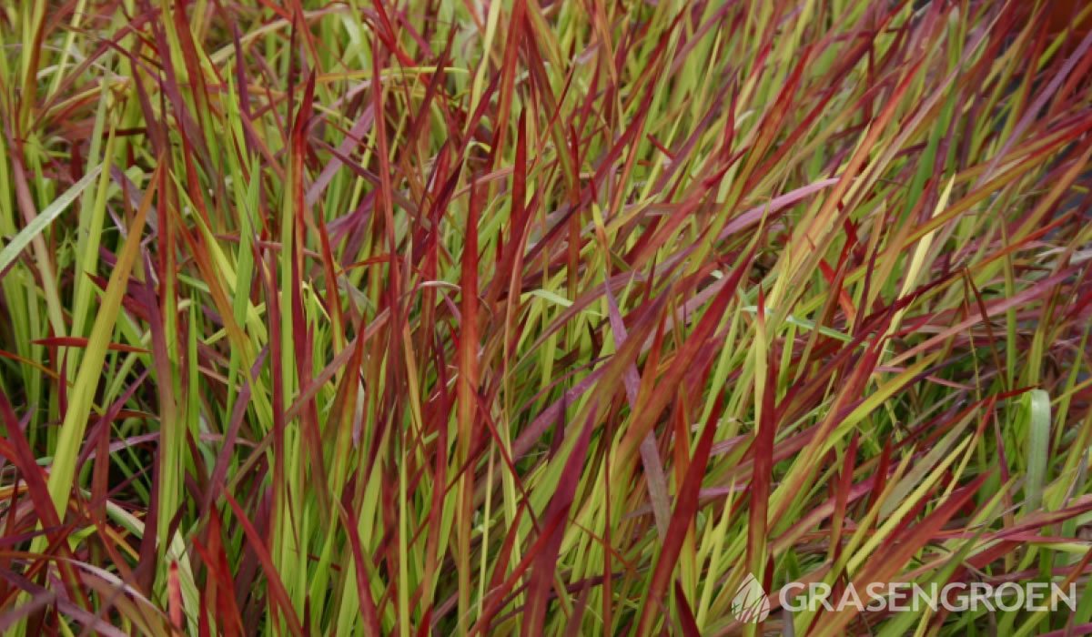 Imperatacylindrica • Gras en Groen website