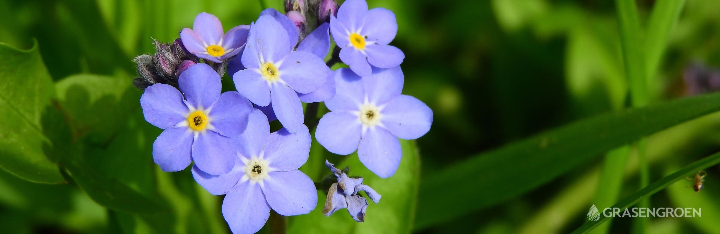 Tuinplantaprilmyosotis • Gras en Groen website