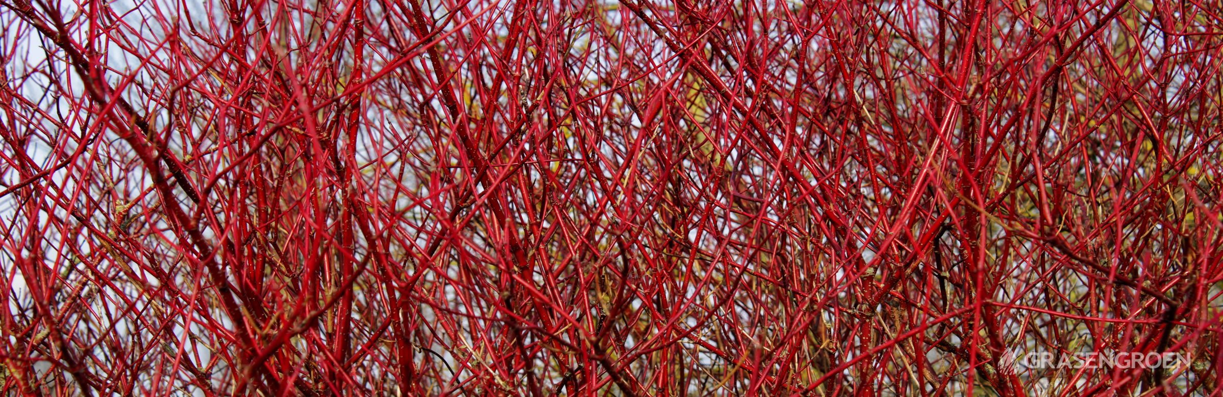 Tuinplantdecembercornusalba • Gras en Groen website