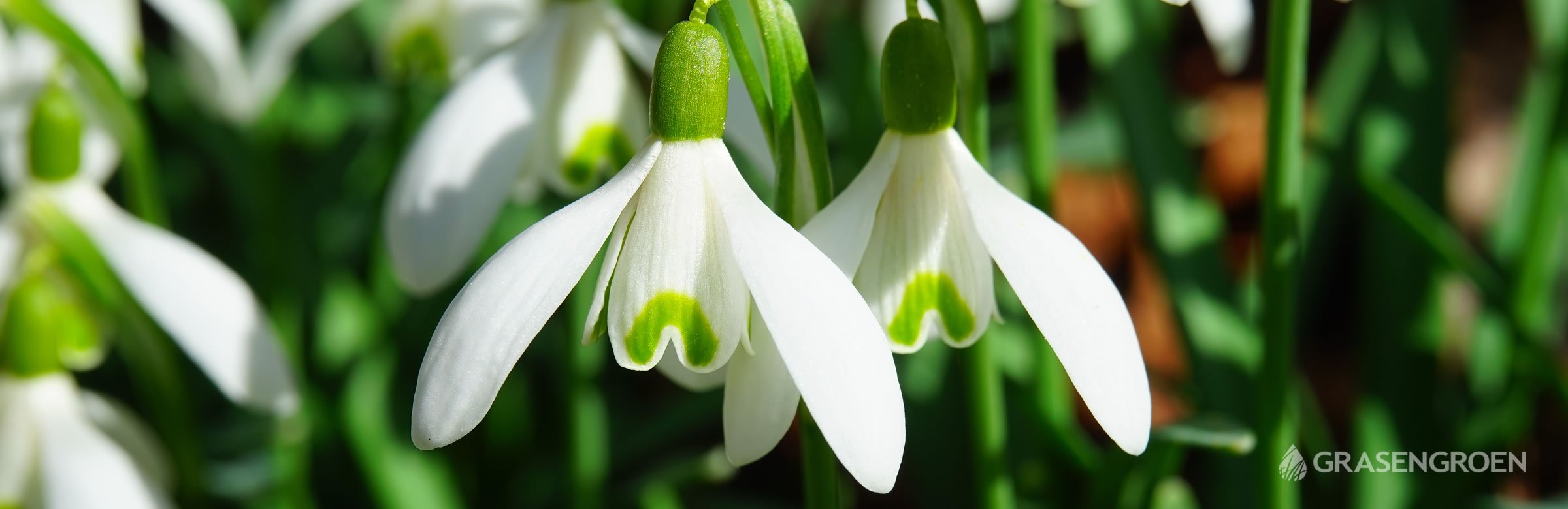 Tuinplantfebruarigalanthus • Gras en Groen website