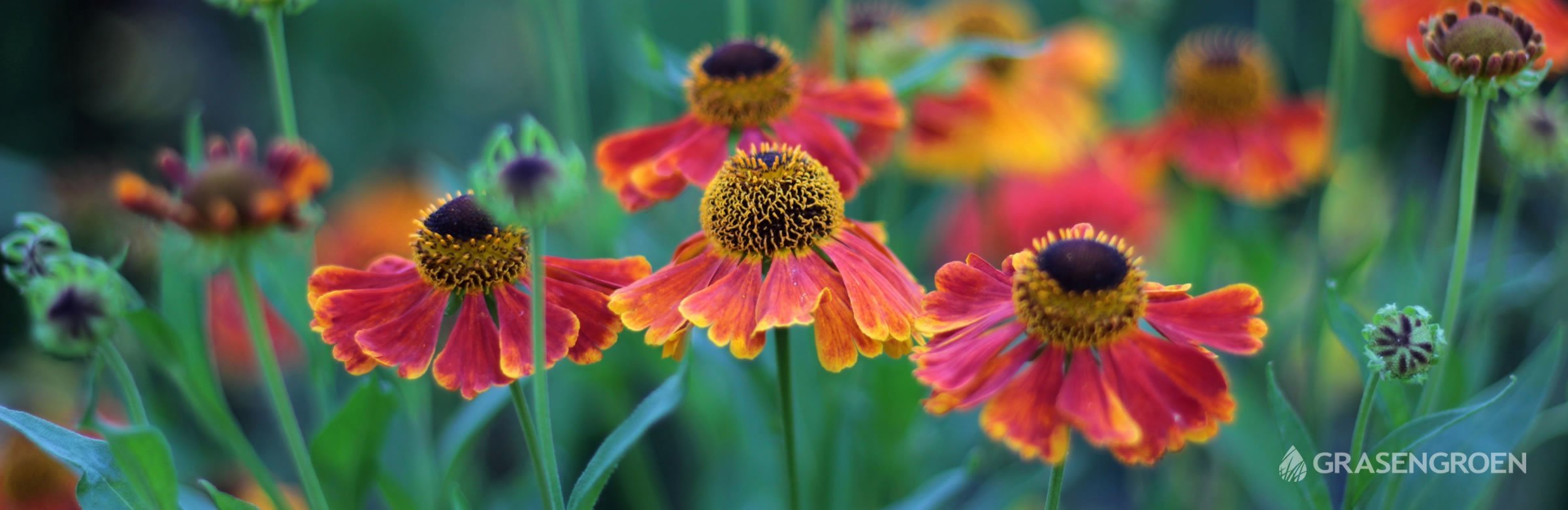 Tuinplantjulihelenium • Gras en Groen website