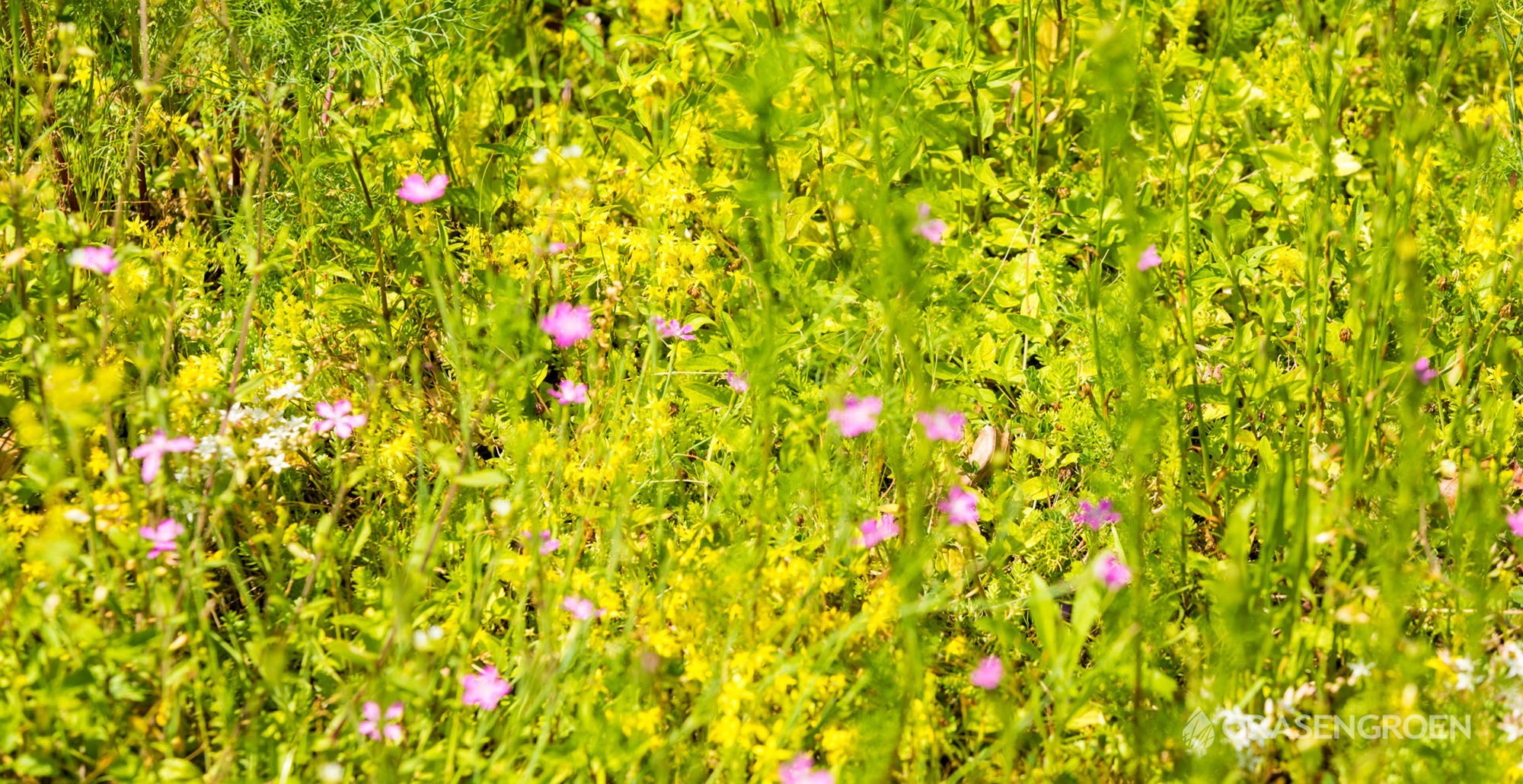 Groendakonderhoudpre • Gras en Groen website