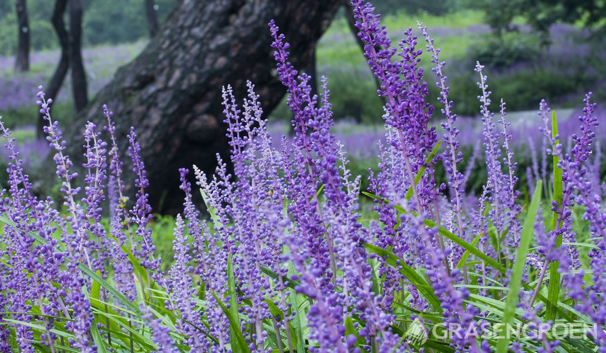 Liriopetuinplanten • Gras en Groen website