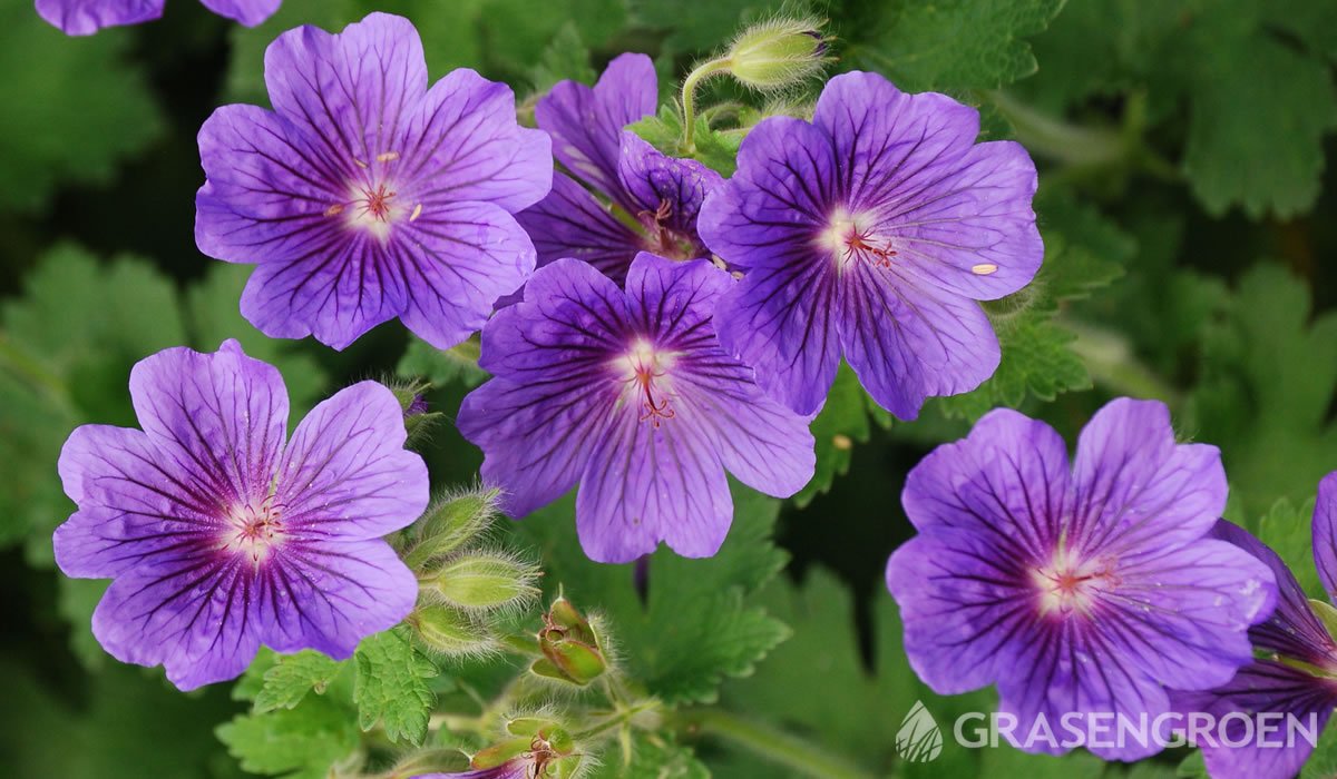 Geranium • Gras en Groen website