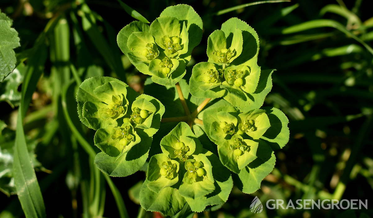 Euphorbiaamygdaloidesvar • Gras en Groen website