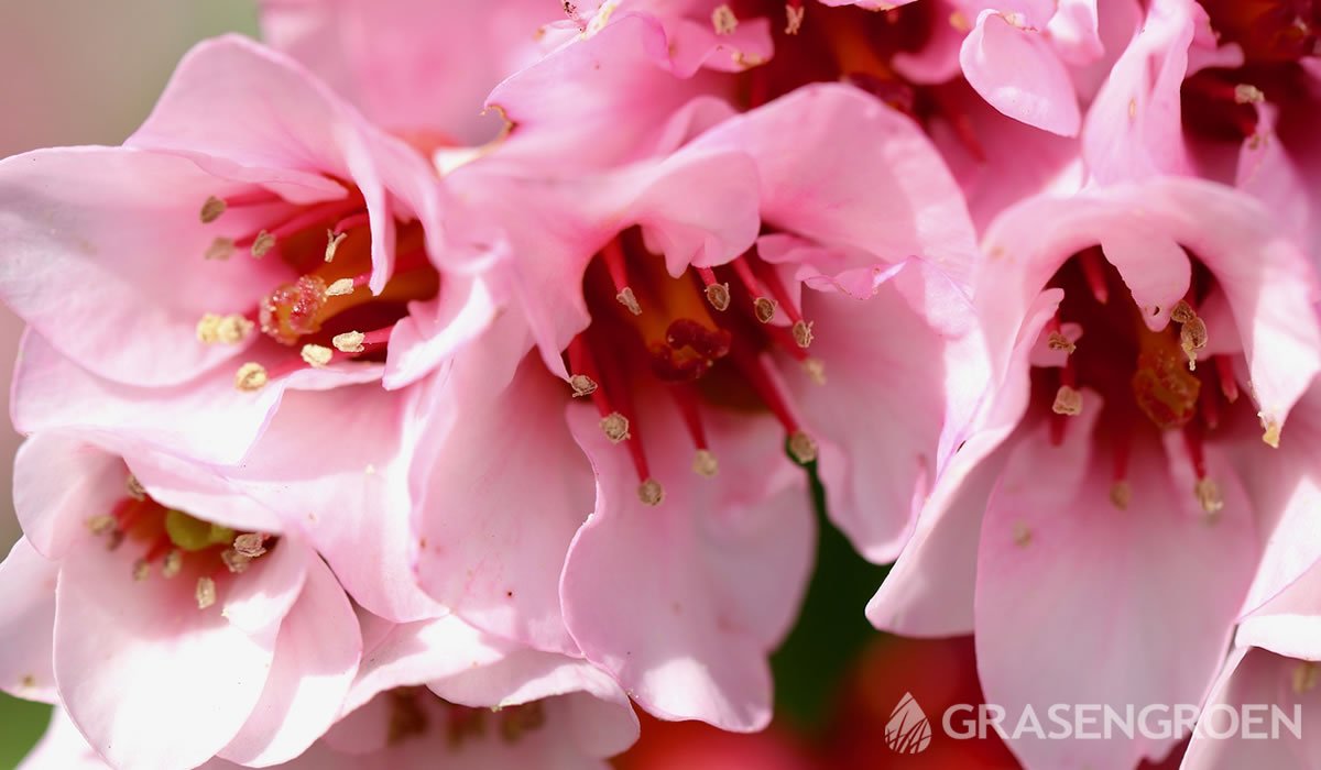 Bergenia • Gras en Groen website