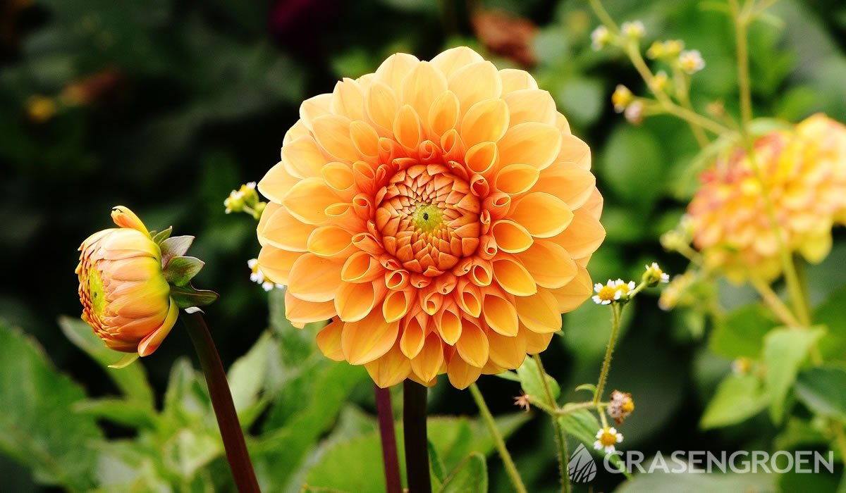 Dahlia • Gras en Groen website